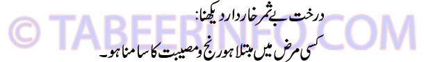 darakhat-bay-samar-khaar-de