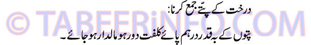 darakhat-k-pattay-jama-karn
