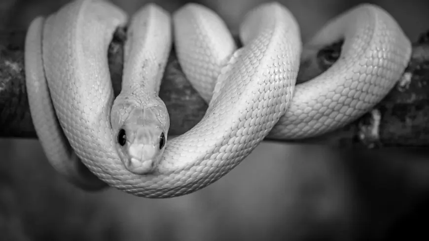 Khwab Mein Saanp Dekhna Ki Tabeer in Urdu