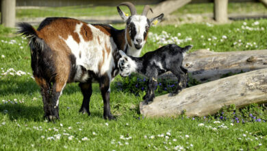 Khwab Mein Bakra Ya Bakri Dekhnay Ki Tabeer in Urdu