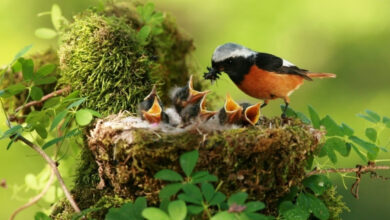 Khwab Mein Ghonsla Nest Dekhnay ki Tabeer in Urdu