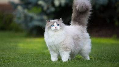 Khwab mein Billi Cat Dekhnay ki Tabeer in Urdu