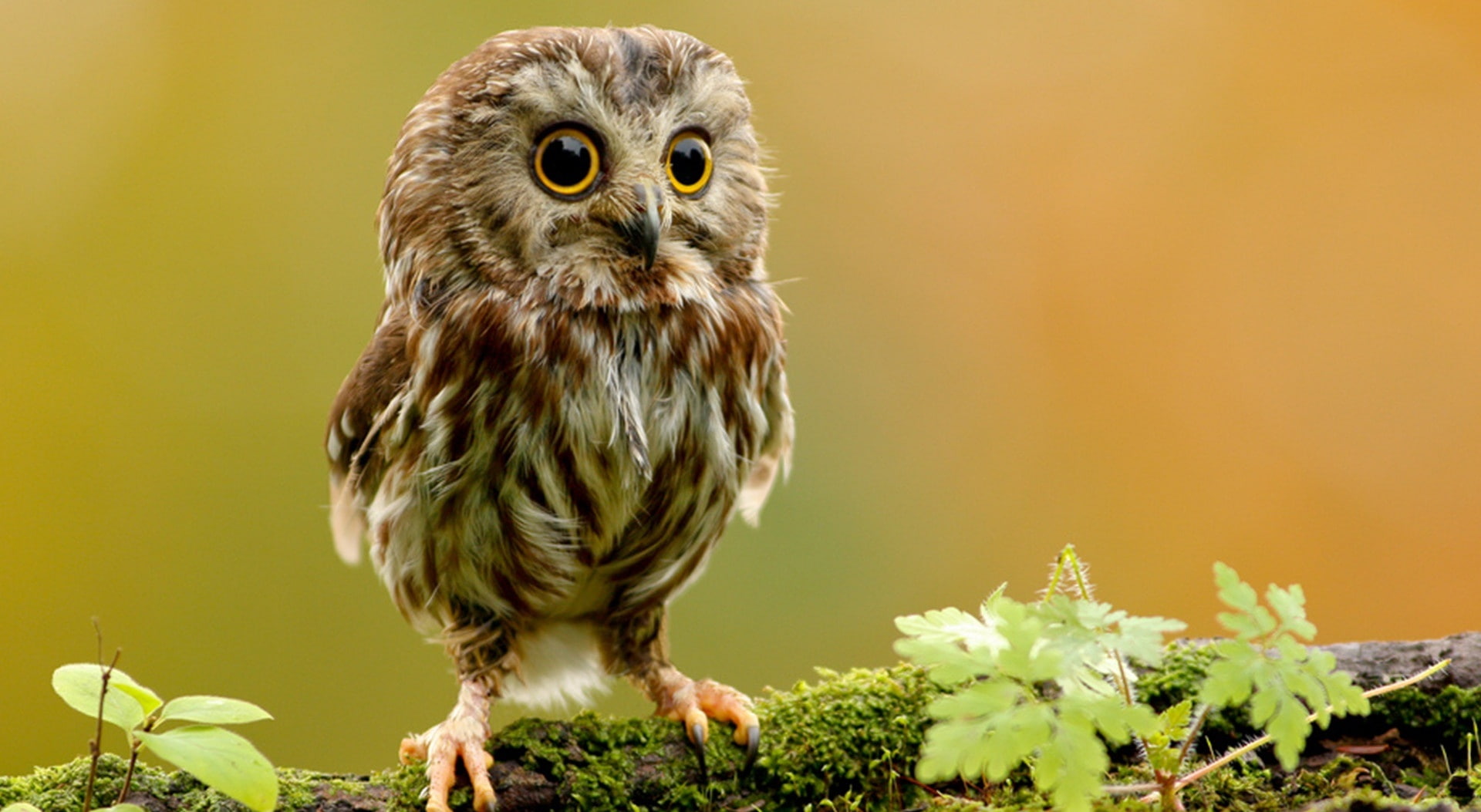Khwab mein Ullu Owl Dekhna Khwab mein Ullu Owl Dekhnay ki Tabeer in Urdu